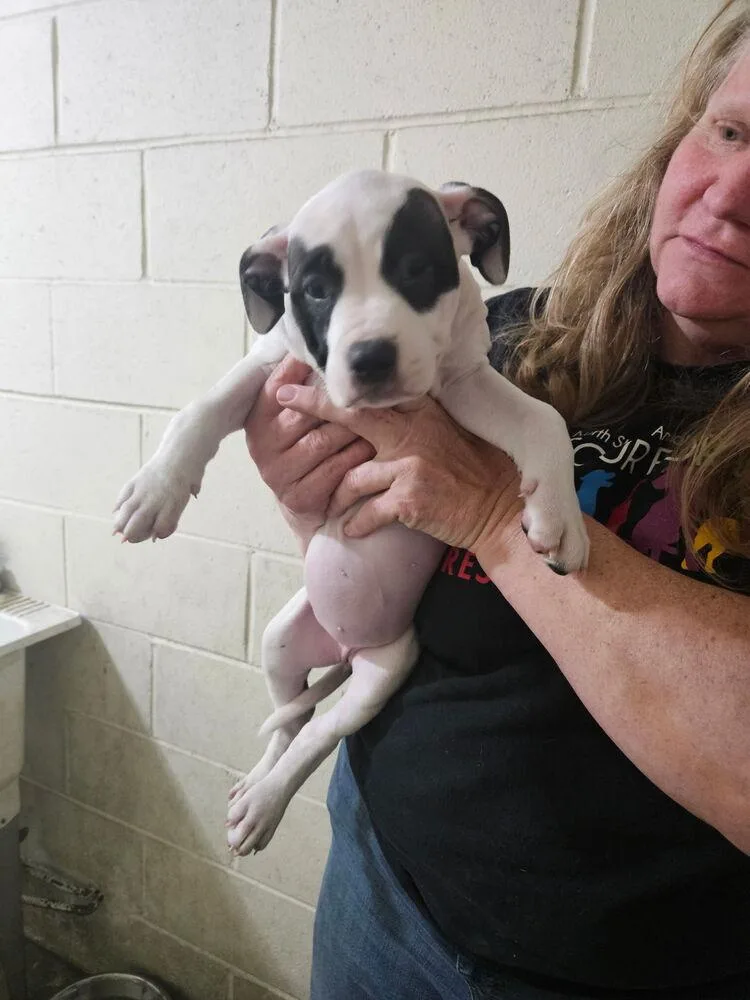 A baby medium-sized female Tricolor (Brown, Black, & White) Pit Bull Terrier dog named Crystal ⛰️ for adoption in Irwin, PA