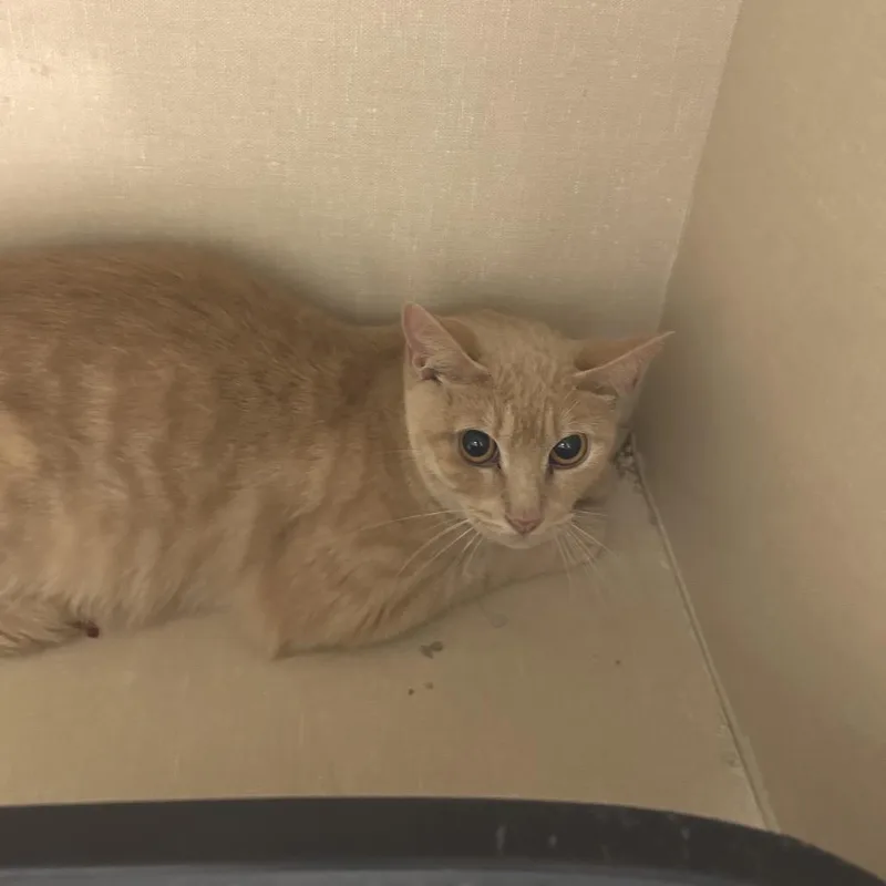 A young small-sized male Orange / Red Domestic Short Hair cat named Henry for adoption in Conway, NH