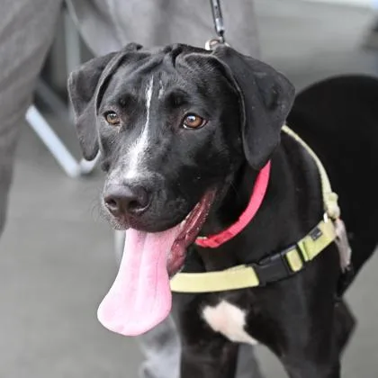 A young medium-sized female Black Mixed Breed dog named Lexi for adoption in Fernandina Beach, FL