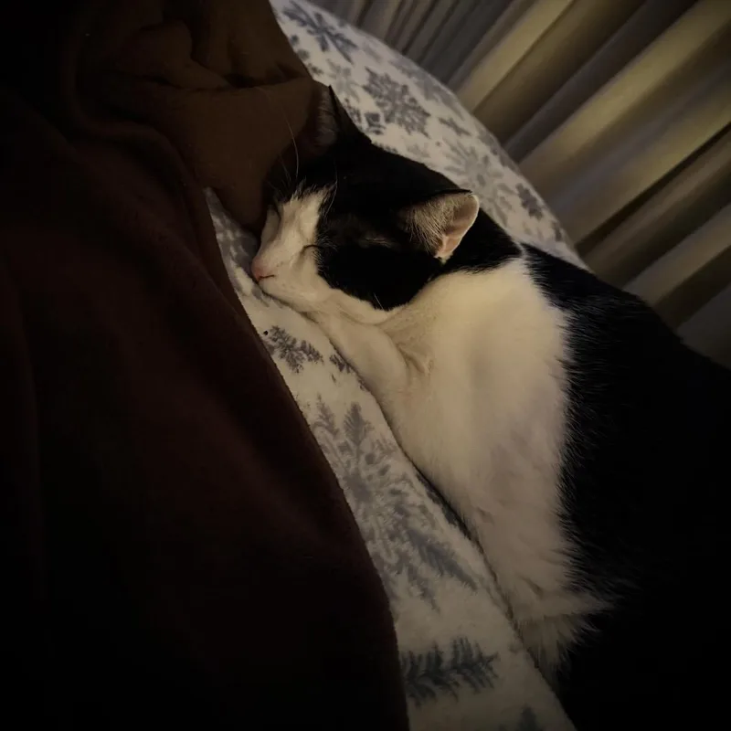 A young medium-sized female Black & White / Tuxedo Domestic Short Hair cat named Hootie for adoption in Buffalo, NY