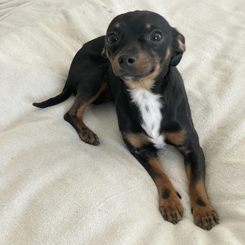 Tiny Sweet Baby thumbnail 2