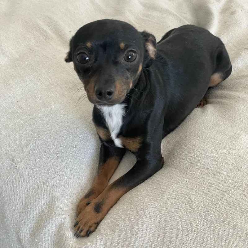 Tiny Sweet Baby thumbnail 3