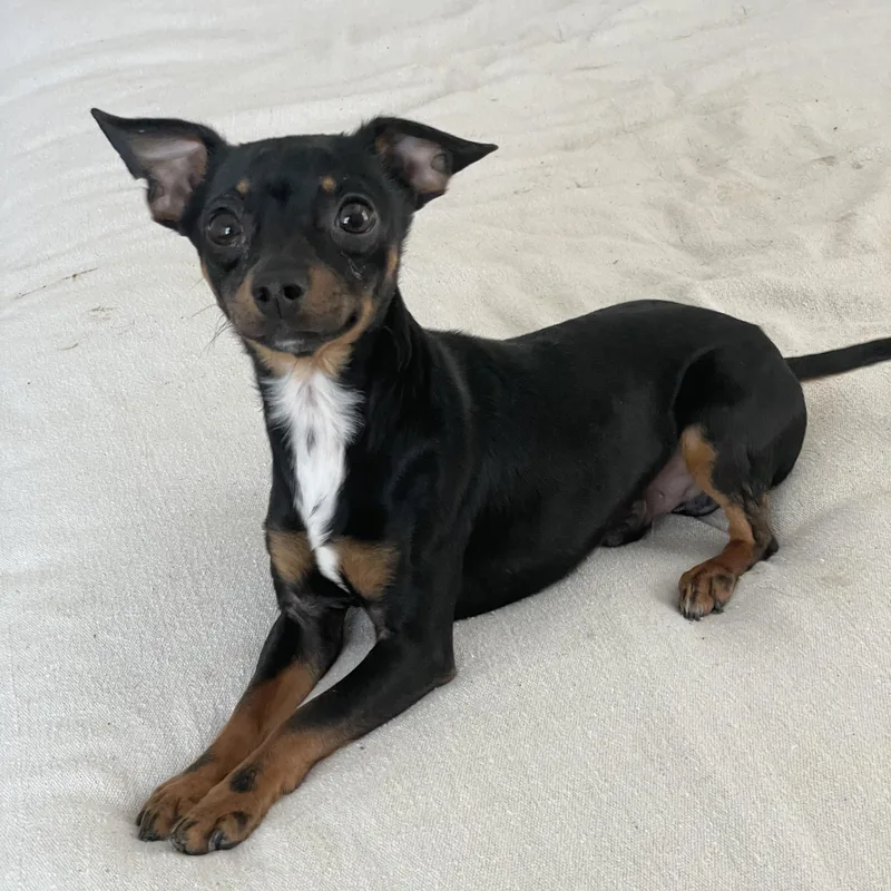 Tiny Sweet Baby thumbnail 4