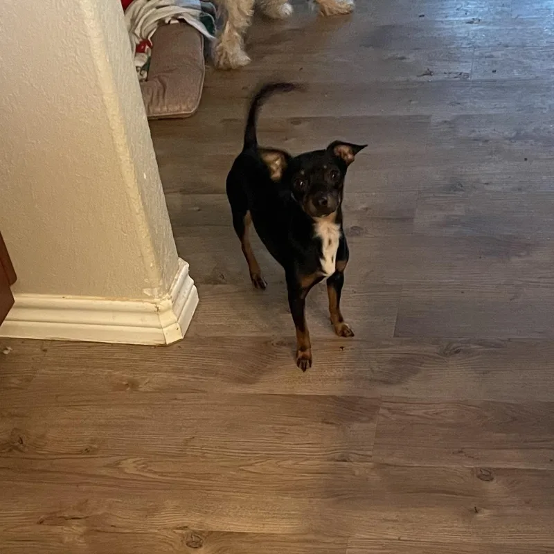 Tiny Sweet Baby thumbnail 5