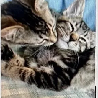 A baby small-sized male Brown / Chocolate Domestic Short Hair cat named Aster for adoption in Spokane, WA