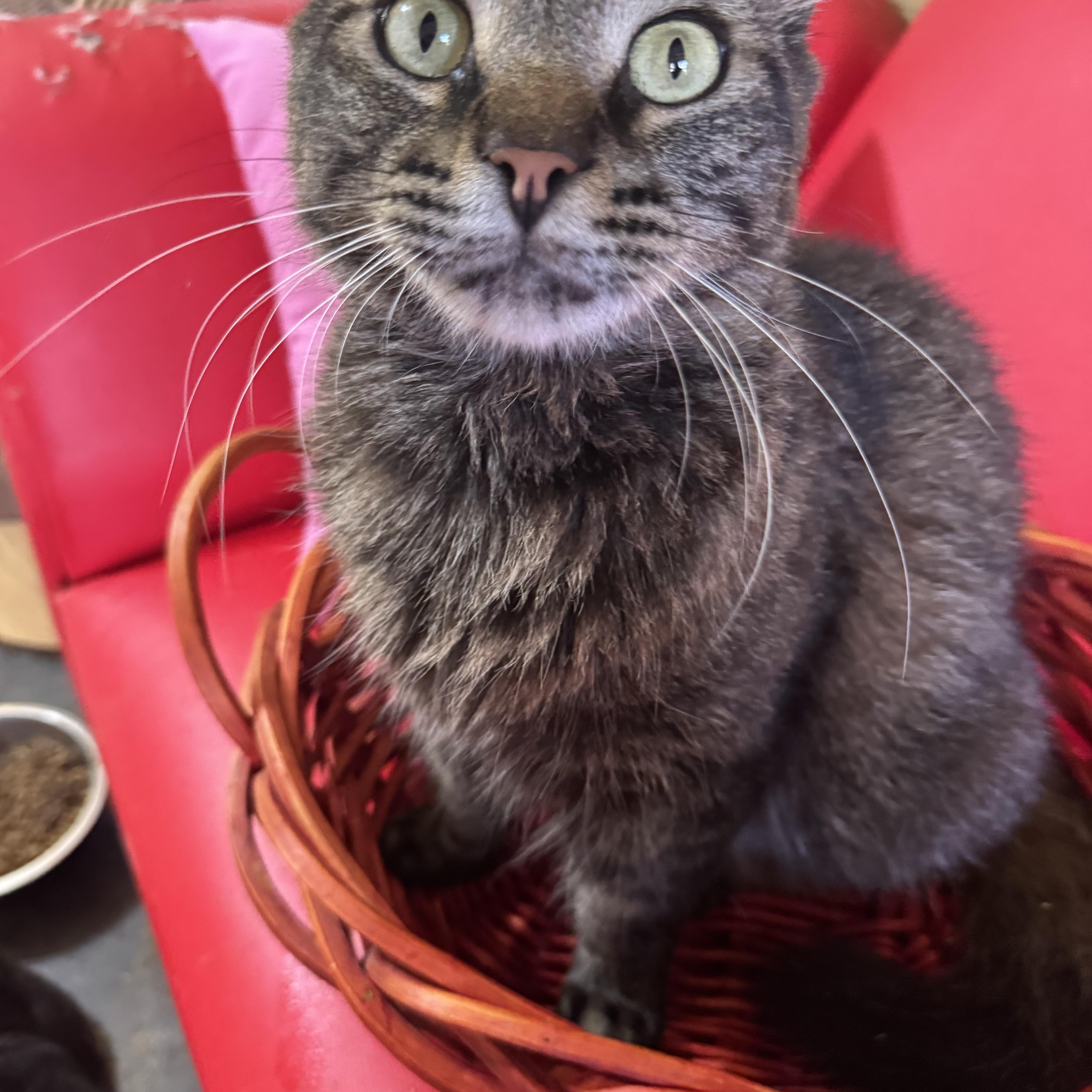 An adult medium-sized male Tabby (Brown / Chocolate) Maine Coon cat named Mr. Miyagi for adoption in largo, FL