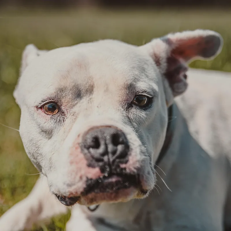 An adult medium-sized female Pit Bull Terrier dog named Ginger for adoption in Krum, TX