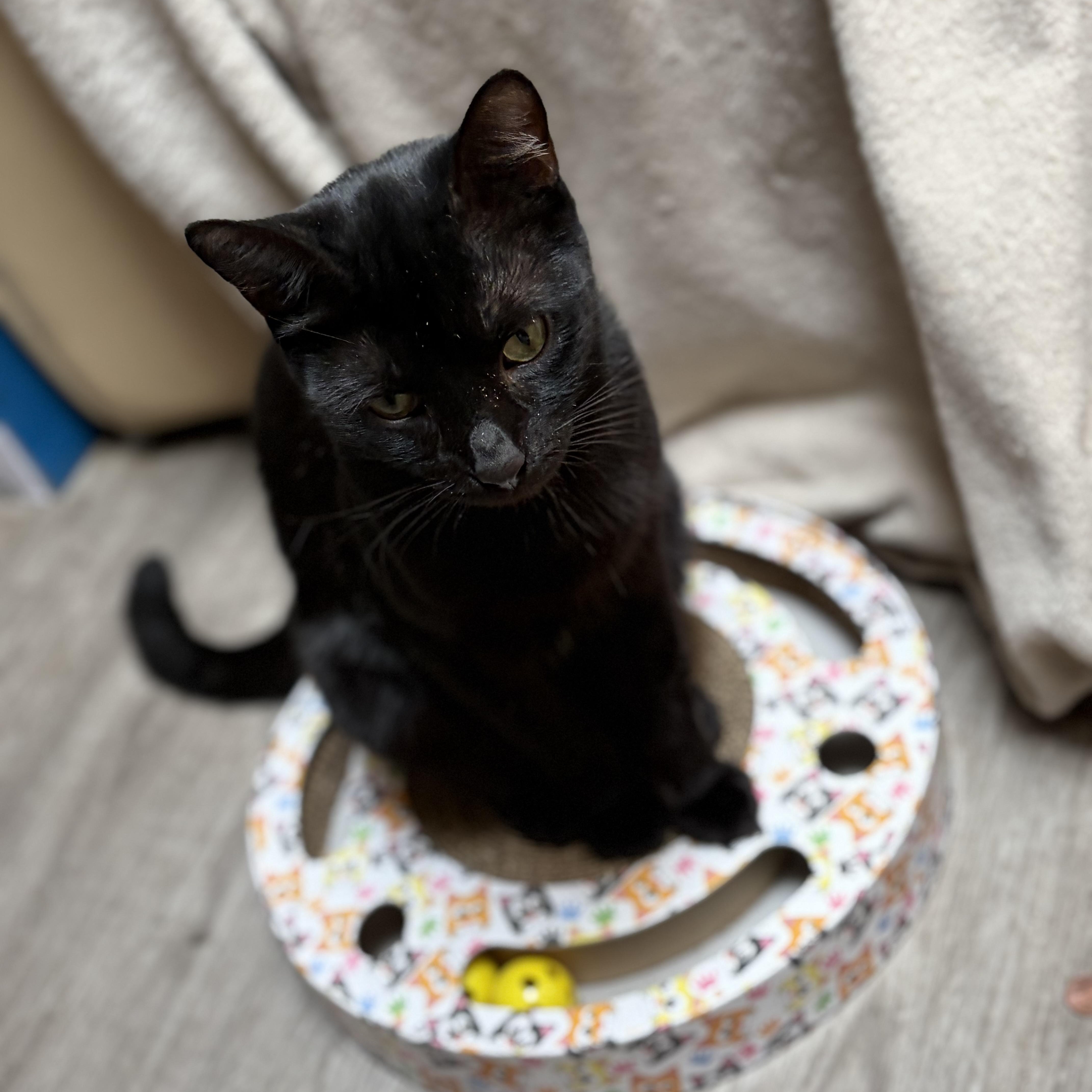 A baby medium-sized female Black Domestic Short Hair cat named Ebony for adoption in Brentwood, CA