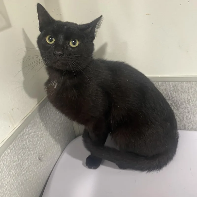 A young medium-sized male Black Domestic Short Hair cat named Nathaniel for adoption in Tampa, FL