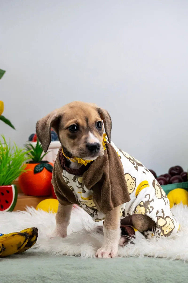 A baby small-sized female Yellow / Tan / Blond / Fawn Hound dog named Banana for adoption in Sevierville, TN