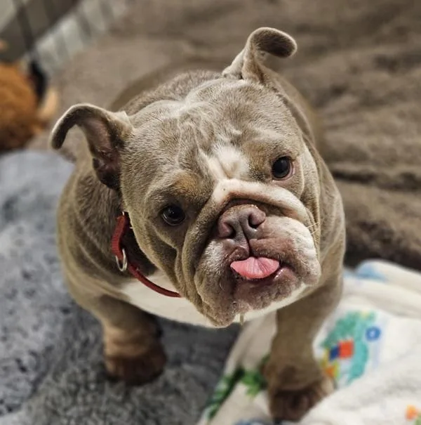 Polly Pocket thumbnail 2