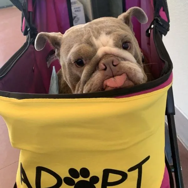 Polly Pocket thumbnail 3