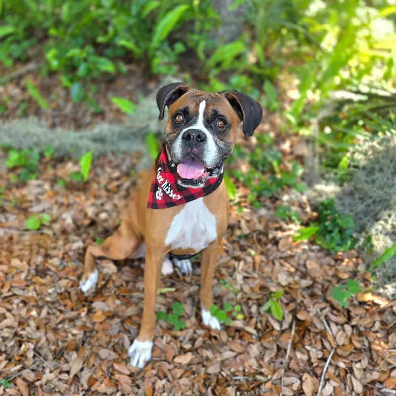 An adult medium-sized male Red / Chestnut / Orange Boxer dog named Max for adoption in Port Charlotte, FL