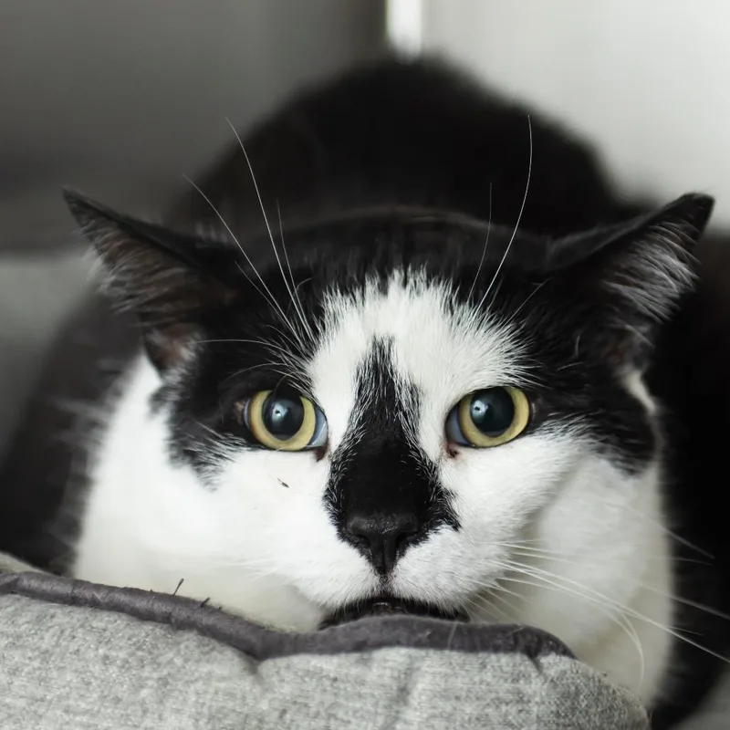 An adult large-sized female Domestic Short Hair cat named Pixie for adoption in Middletown, RI