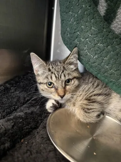 A baby small-sized female Domestic Short Hair cat named Almond for adoption in Westland, MI