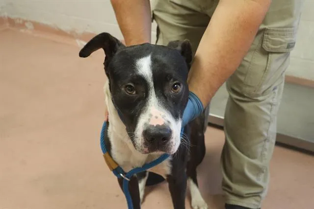 A young medium-sized male Mixed Breed dog named Rhett for adoption in Columbia, SC