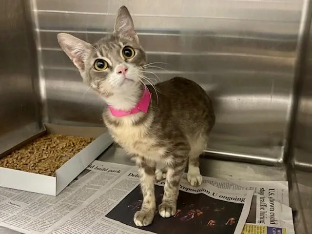 A young small-sized female Domestic Short Hair cat named Peep for adoption in Garland, TX