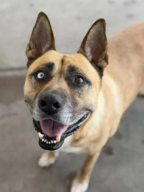 An adult large-sized female Shepherd dog named Gypsy for adoption in Chula Vista, CA