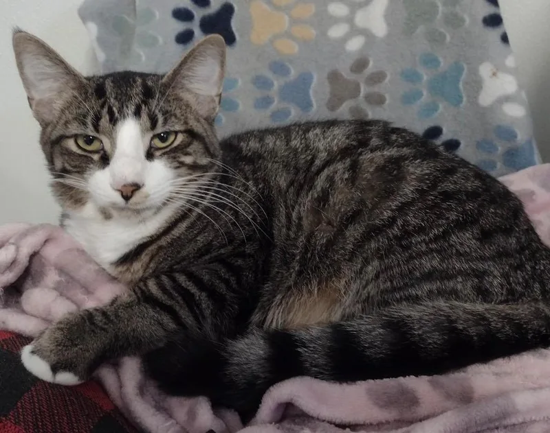 A baby medium-sized male Domestic Short Hair cat named Bug for adoption in Saginaw, MI