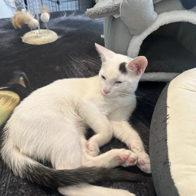 A young small-sized male White American Shorthair cat named Taz for adoption in New York, NY