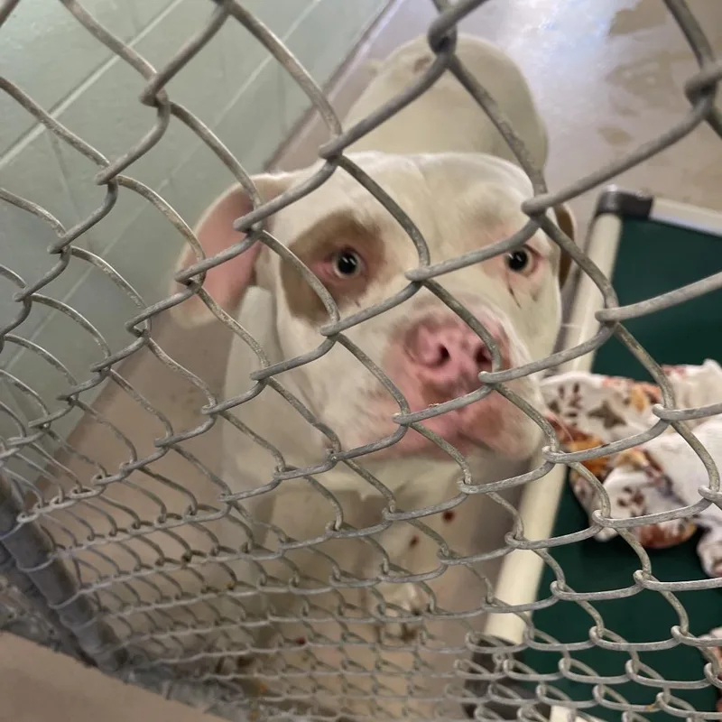 A baby small-sized male Mixed Breed dog named Romeo for adoption in Newark, NJ