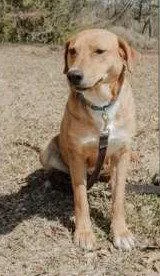 A young medium-sized female German Shepherd Dog dog named Joone for adoption in Attalla, AL