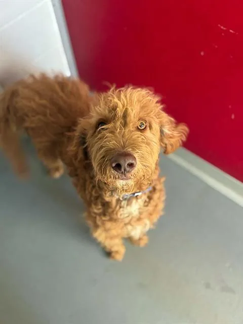 A young large-sized male Poodle dog named Chewy for adoption in Visalia, CA