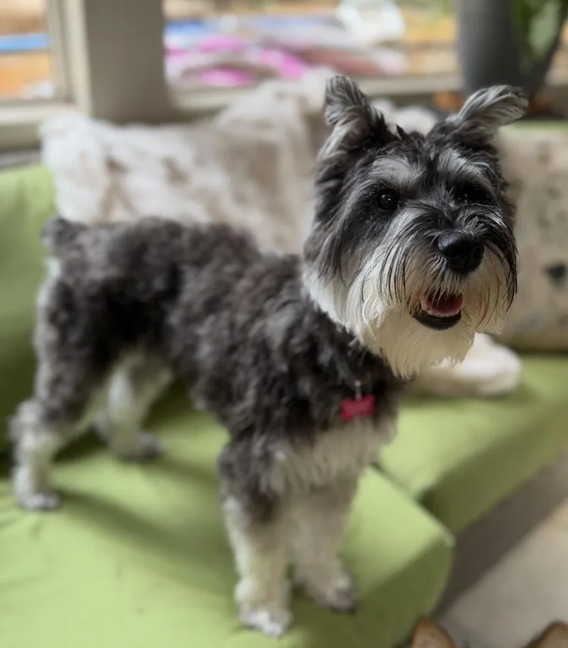 Lily thumbnail 2