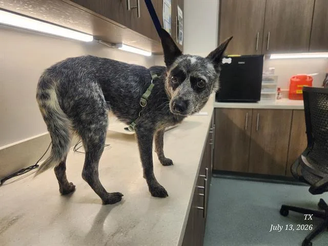 A young small-sized female Australian Cattle Dog / Blue Heeler dog named Wilma for adoption in Baytown, TX