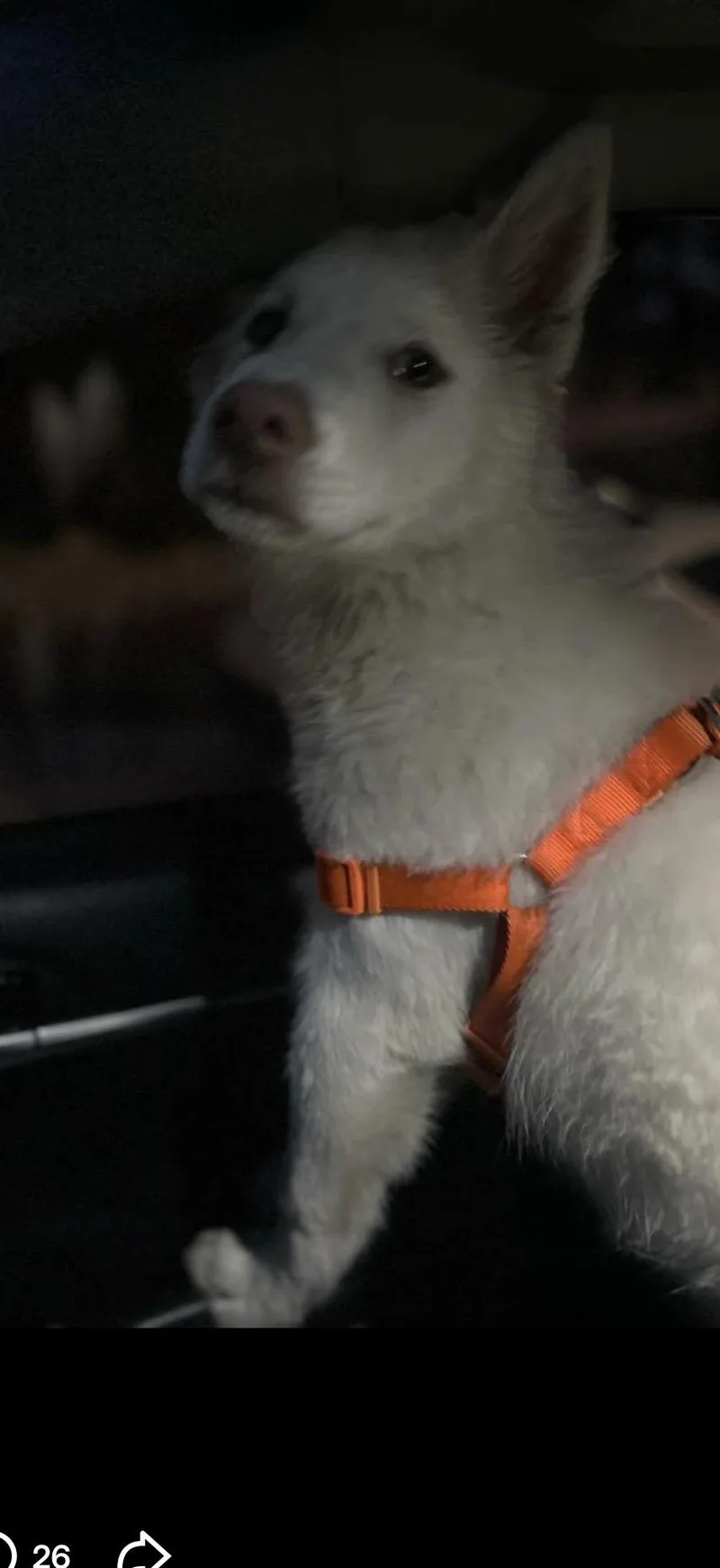 A young medium-sized male Siberian Husky dog named Casper for adoption in Norco, CA