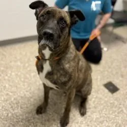 An adult large-sized male Brindle Boxer dog named Dog for adoption in Bullhead City, AZ