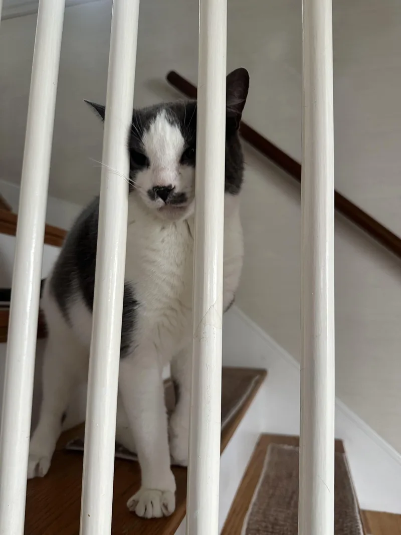 An adult medium-sized male Gray & White Domestic Short Hair cat named Monroe for adoption in Waltham, MA