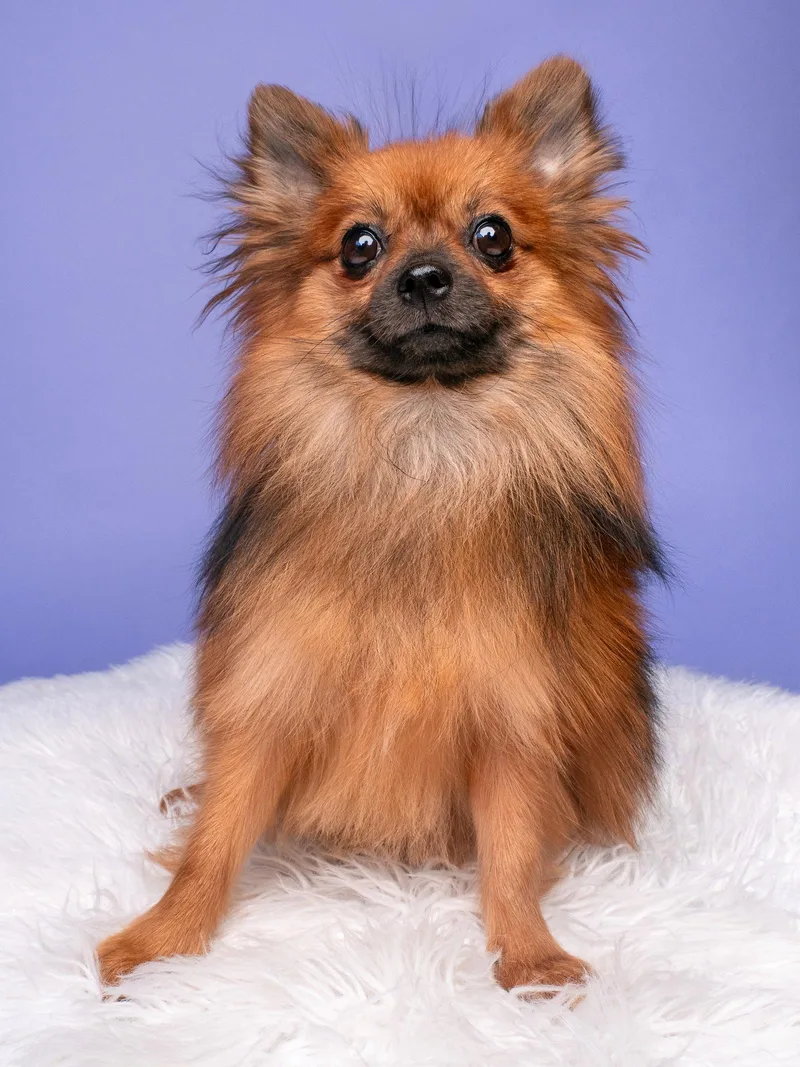 An adult small-sized male Pomeranian dog named Pooh for adoption in Palo Alto, CA
