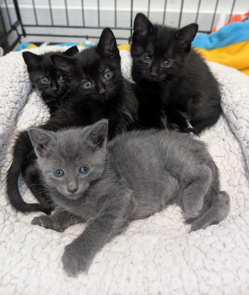 A baby small-sized female Black Domestic Short Hair cat named Olive for adoption in New Ulm, MN