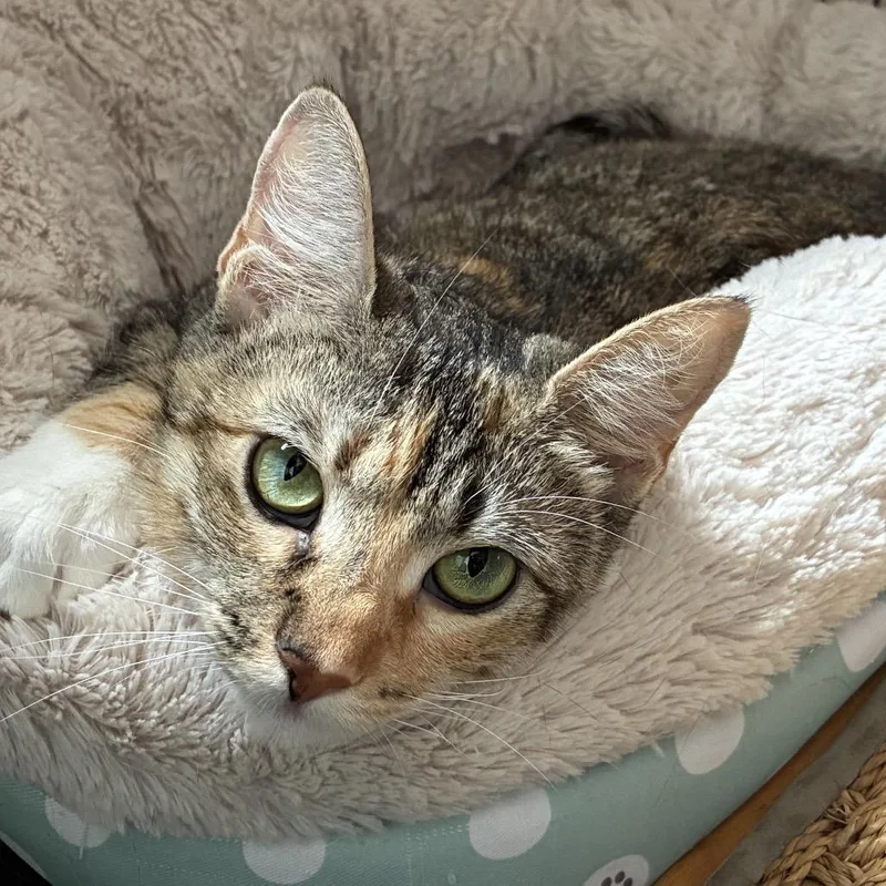 An adult medium-sized female Brown / Chocolate Domestic Short Hair cat named Claire Costa Mesa for adoption in Chino Hills, CA