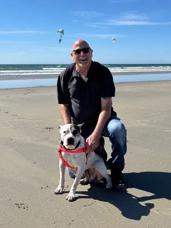 A senior medium-sized female Pit Bull Terrier dog named Loretta for adoption in San Diego, CA