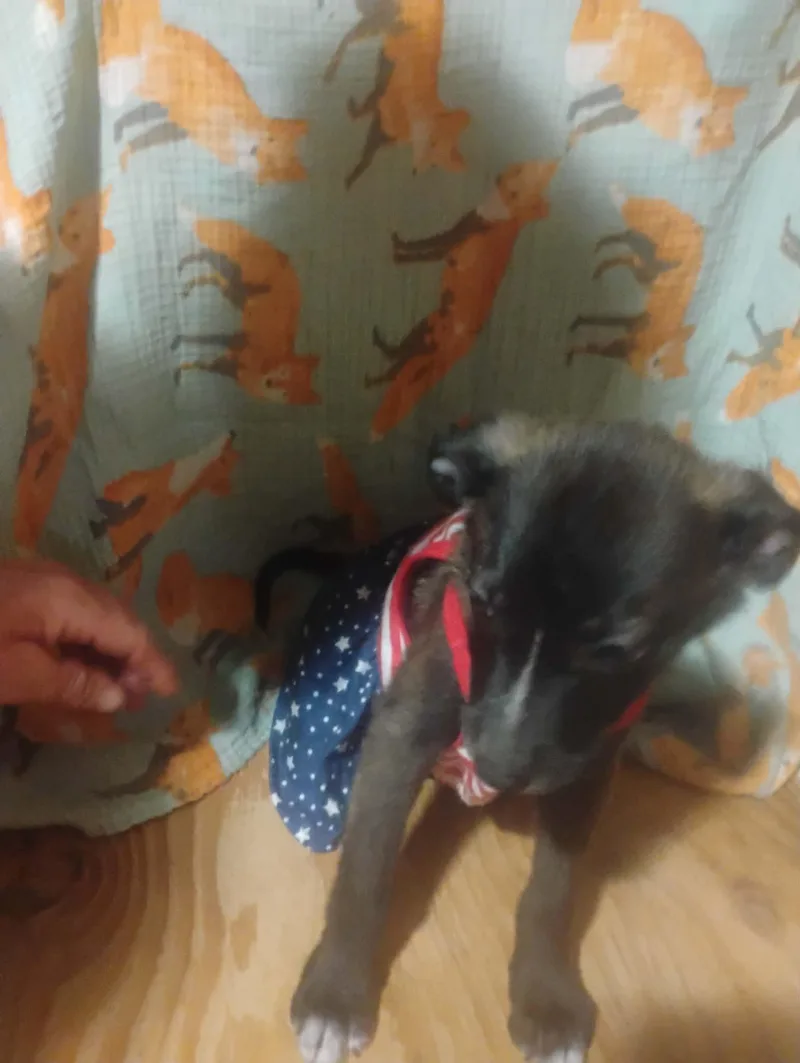 A baby medium-sized female Black Shepherd dog named Marina Del Rey for adoption in Paramus, NJ