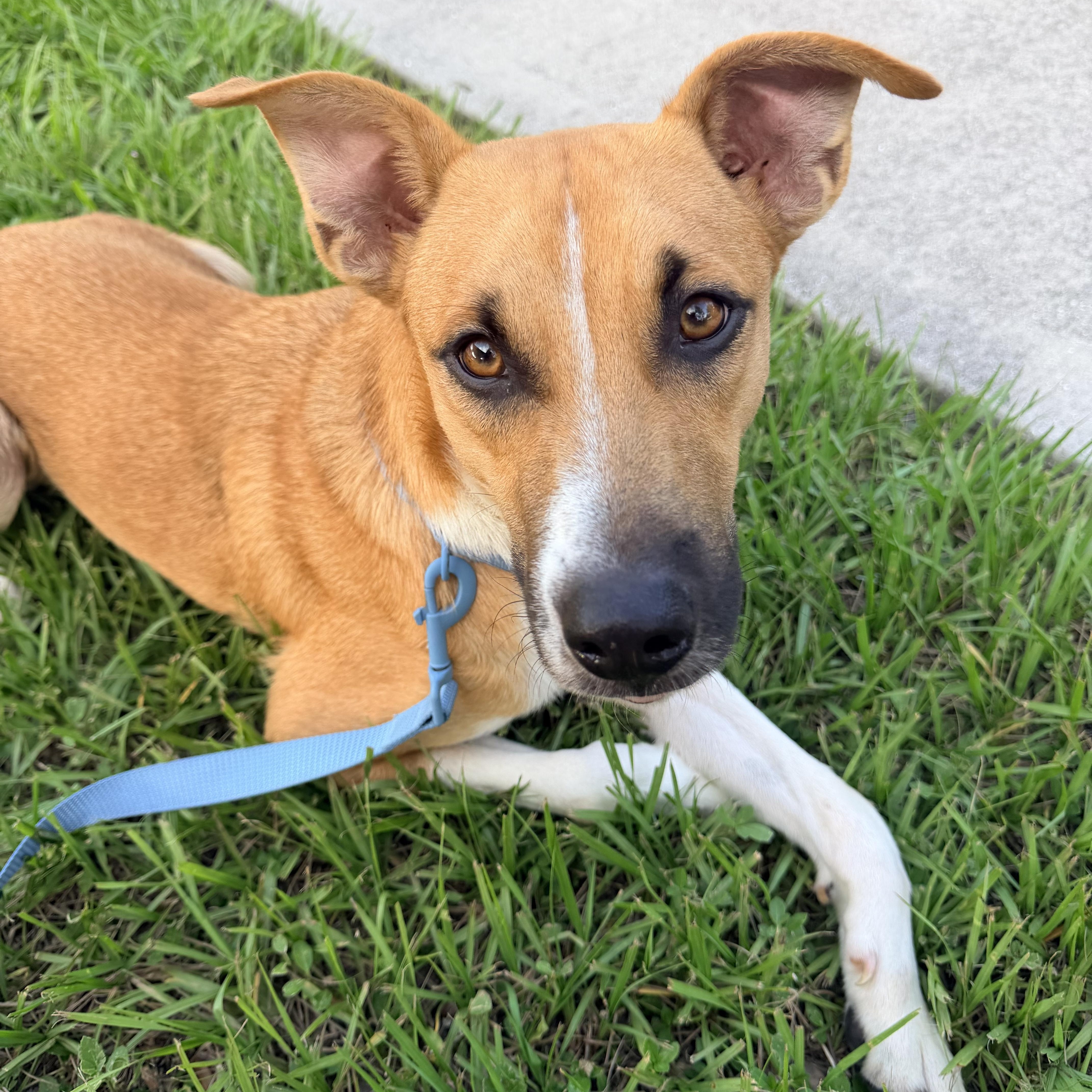 A baby medium-sized male Mixed Breed dog named Toby for adoption in tampa, FL
