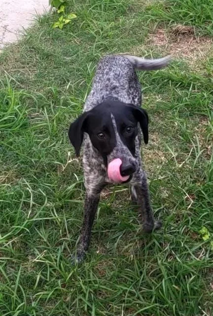 A young medium-sized female Pointer dog named Daisy for adoption in San Antonio, TX