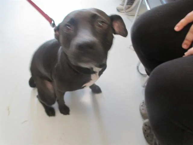 An adult medium-sized male Pit Bull Terrier dog named Cooper for adoption in Ocala, FL