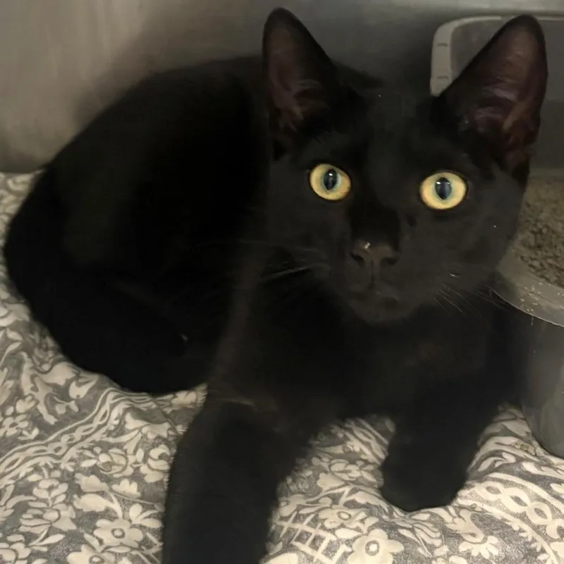 A young medium-sized male Black Domestic Short Hair cat named Hades for adoption in East Hanover, NJ