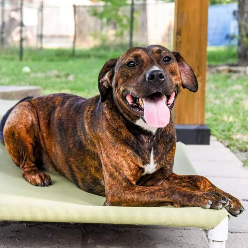 Cinnamon thumbnail 2