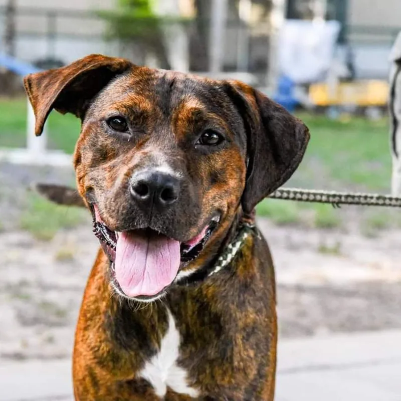 Cinnamon thumbnail 3