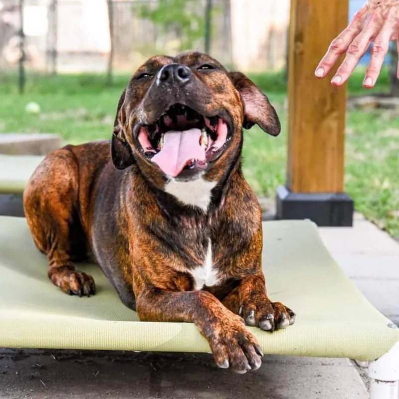 Cinnamon thumbnail 4