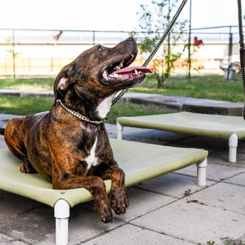 Cinnamon thumbnail 5