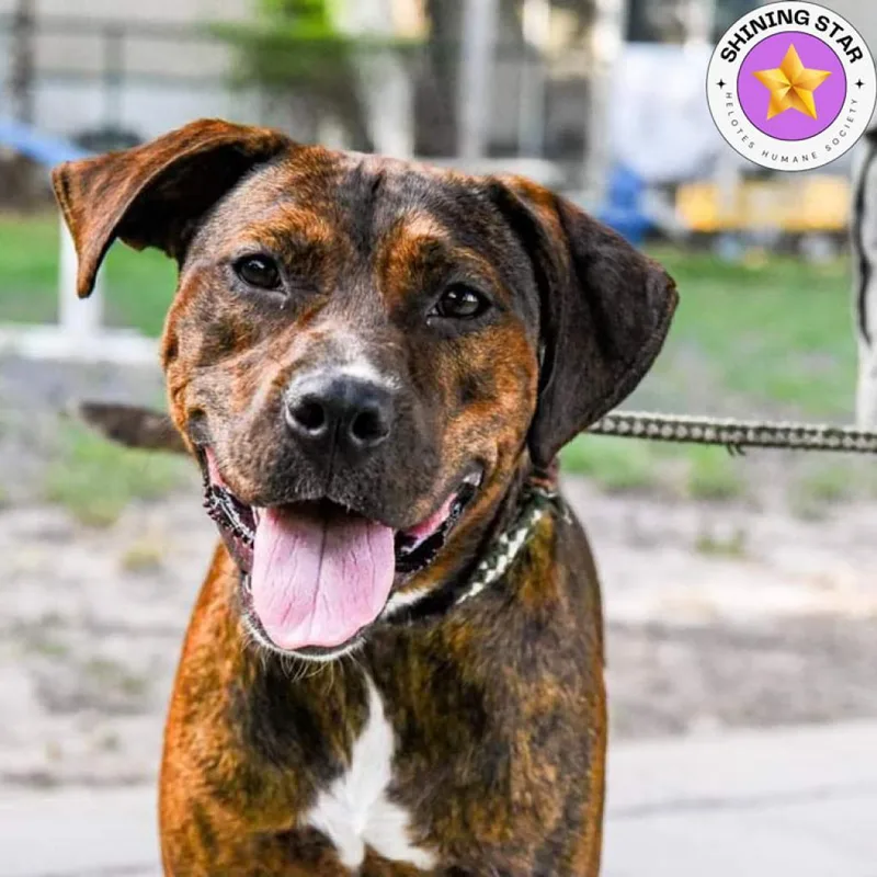 Cinnamon thumbnail 6