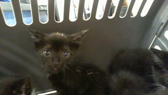 A baby small-sized male Domestic Short Hair cat named A for adoption in Charlotte, NC