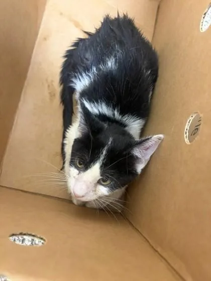 A baby small-sized female Domestic Short Hair cat named Chancho for adoption in Westland, MI