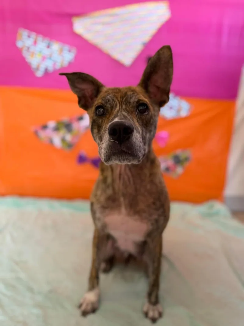 An adult medium-sized female Brindle Mixed Breed dog named Fawn for adoption in Chickasha, OK