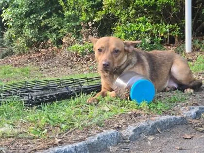An adult medium-sized female Mixed Breed dog named Striker for adoption in Atlanta, GA